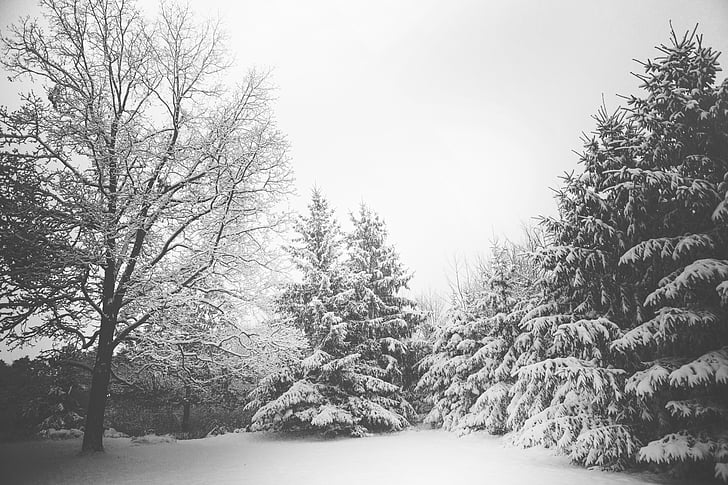 gray, scale, photo, snow, trees, daytime, winter