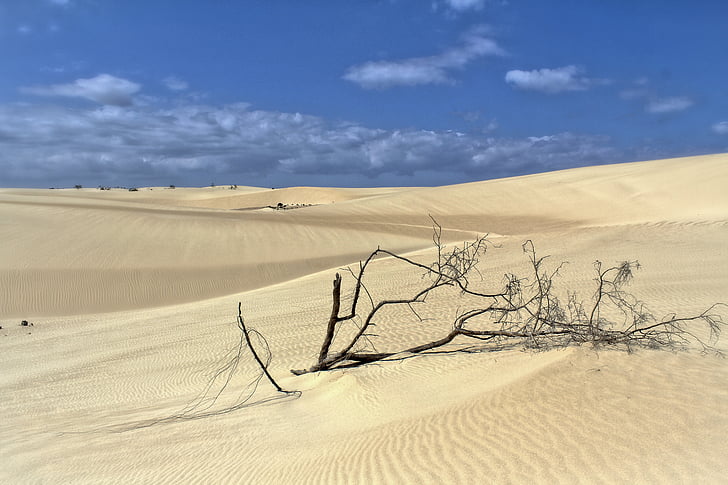 dunes, sorra, sol, dunes de sorra, desert de, natura, platja