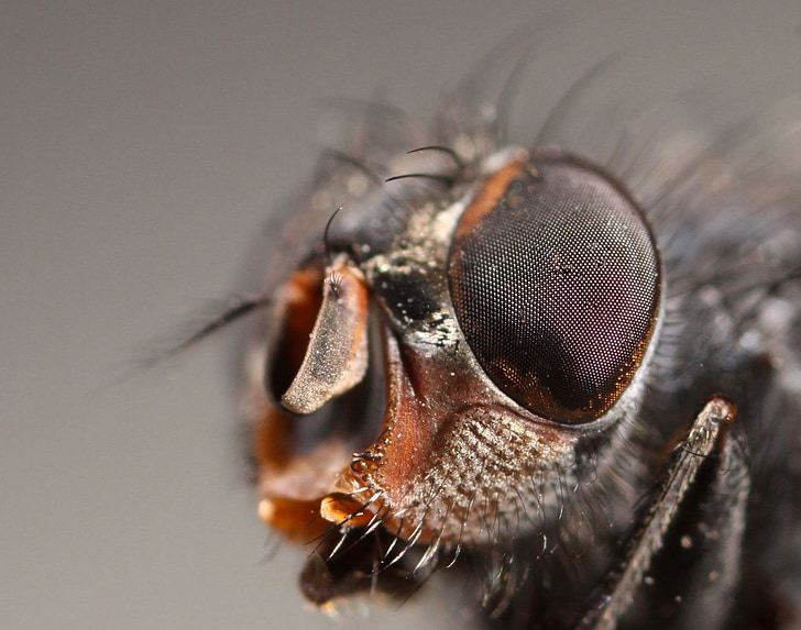fly, bug, animal, insect, macro, tiny