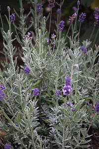 Lavender, herbal, musim panas, organik, alam, bunga, ungu
