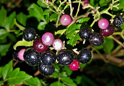 peppervine, 식물, 잡 초, 딸기, 과일, peppervine 딸기, 베리