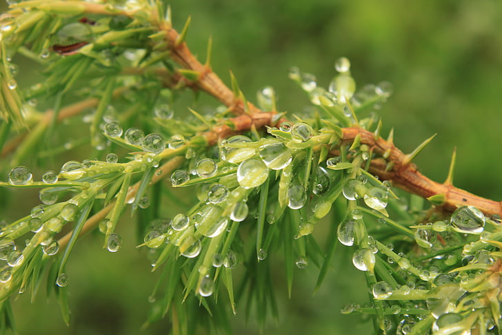 bush, coniferous, drops, green, juniper, water, waterdrops