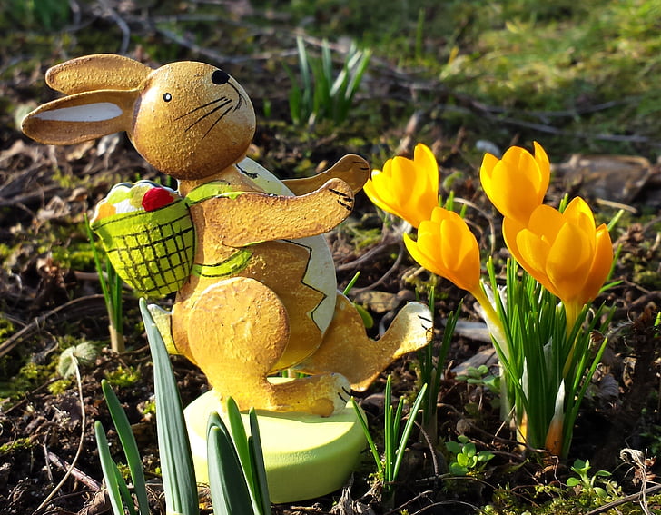 Veľkonočné, Veľkonočný zajačik, jar, Zajac, kvety, Dovolenka, Crocus