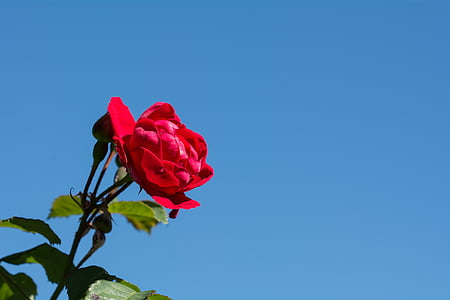 rose, flower, red, red rose, red flower, blossom, bloom