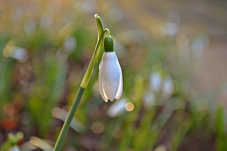 snowdrops, flowers, white flowers, nature, green, close up, bokeh