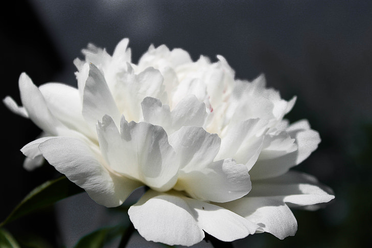 gėlės, balta gėlė, bijūnas, closeup, Makro fotografija, pavasarį, Gamta