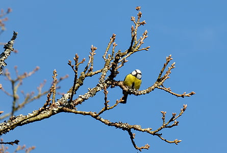 bird, great tit, tree, branch, february, blue, air