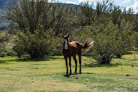 kuda, liar, hewan, alam, Mamalia, di luar rumah, padang rumput