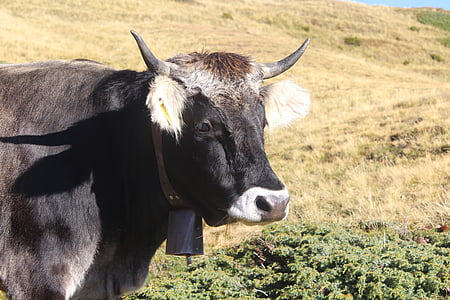 cow, grey, brown, mountains, bell, cowboy, alpine