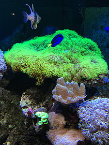 cá, đóng, thế giới dưới nước, đầy màu sắc, dưới nước, tôi à?, rạn san hô