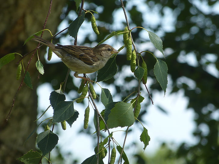 oiseau, Sparrow, maison sperrling, animal, nature, Songbird, Sperling