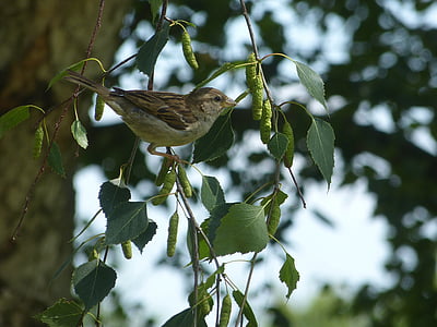 burung, Sparrow, rumah sperrling, hewan, alam, Songbird, sperling