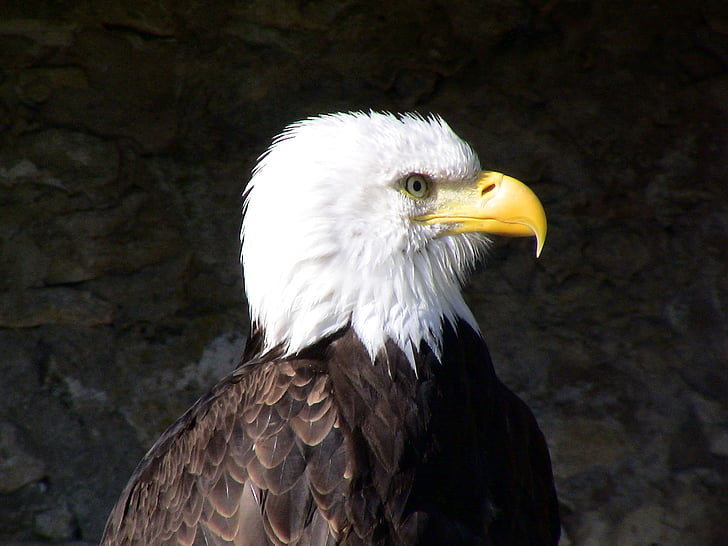 Bald eagle, lind, Majestic, Uhkus, Adler