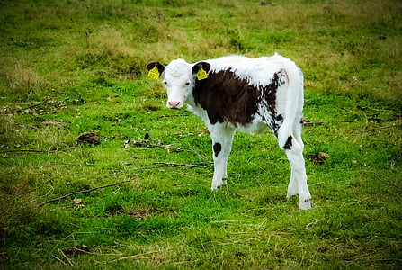 borjú, szarvasmarha, a tehén, nyári, az EU-ban, a mező