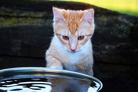 kočka, kotě, červená tygrovaná, voda, Zámecká zahrada, Mladá kočka, Domácí zvířata
