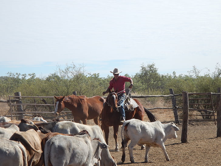 vaquero, Australia, Outback, Rancho, granja, naturaleza, caballo
