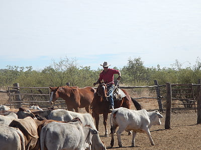 Cowboy, Australien, OutBack, Ranch, Farm, natur, hest