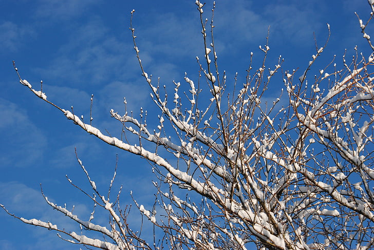 salju, musim dingin, cabang, pohon, dingin, udara, biru