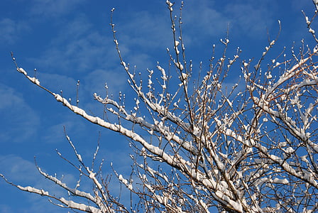 sneh, zimné, pobočka, strom, za studena, vzduchu, modrá