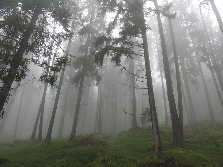 rừng, không màu, sương mù, tâm trạng