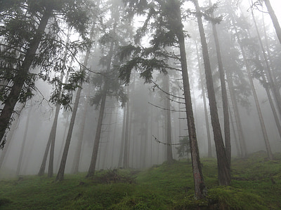 bos, kleurloos, mist, stemming