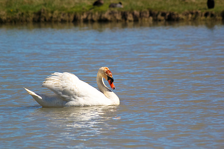 Swan, vták, vďaka, biela