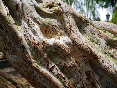 árbol, madera, estructura, corteza, rayada, palabras, Letras