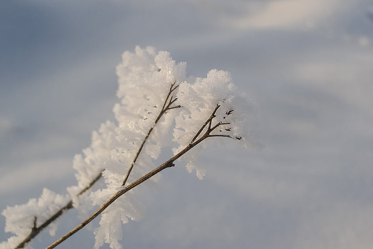 iarna, zăpadă, greu brumă, Frost, Biel, nu rece, natura