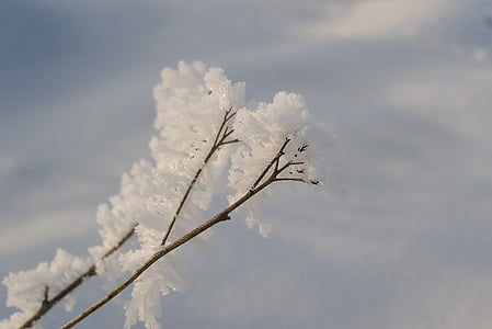 winter, snow, hard rime, frost, biel, not cold, nature