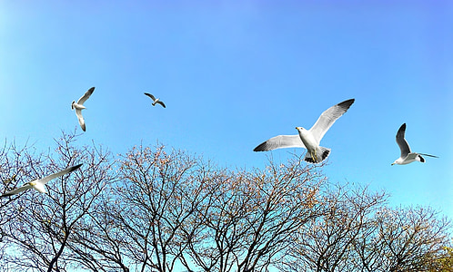 trees, park, sky, blue sky, nature, birds, doves