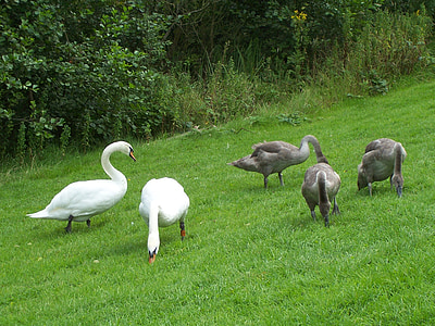 mute swan family, cygnus olor, swans, waterfowl, cob, pen, signets