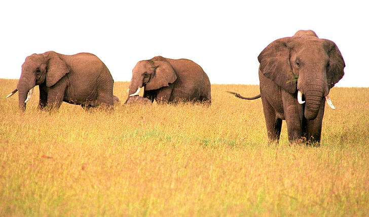elephant, africa, wildlife, nature, wild, safari, african