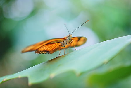 Dryas julia, Julia longwin, motýľ, hmyzu, Orange, bug, Príroda
