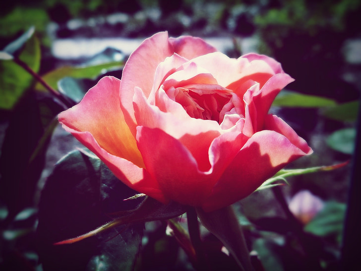 Роза, слънце, романтика, природата, цвете, лято, тръни