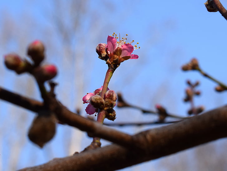 Peach blossom bud otvoriť, Peach tree, bud, kvet, kvet, kvet, jar