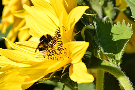 Sun flower, Hummel, Blossom, nở hoa, mùa hè, đóng, màu vàng