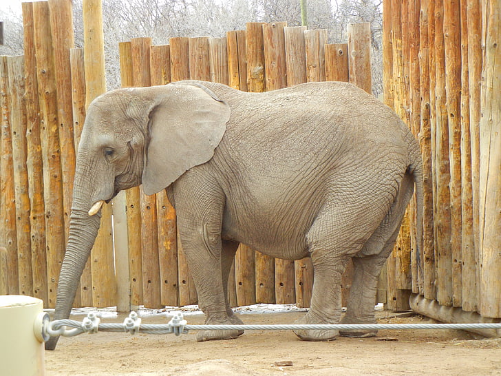 hewan, Gajah, kebun binatang