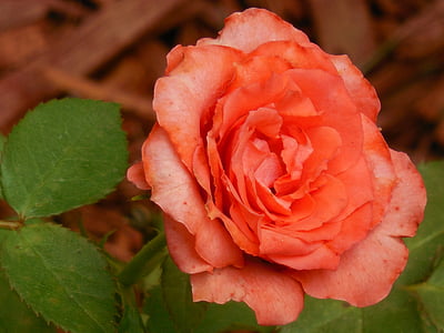 Роза, цвете, флорални, Блосъм, природата, романтичен, дизайн