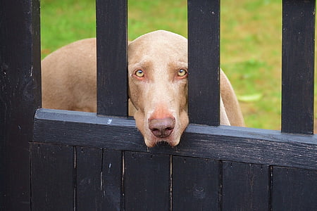 Weimaraner, cão, canino, olhando, portão, mensagens, animal de estimação
