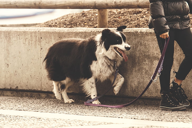 adult, animal, canine, concrete, cute, dog, domestic