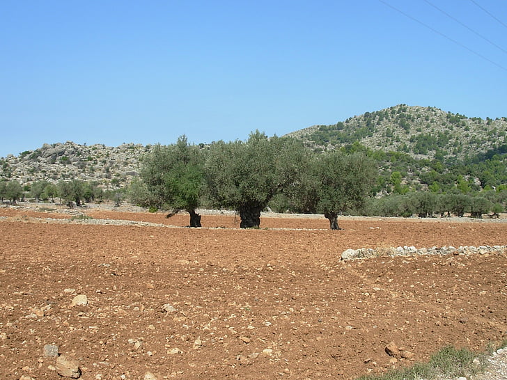 krajobraz, drzewa, czerwony, Mallorca, drzewa oliwne