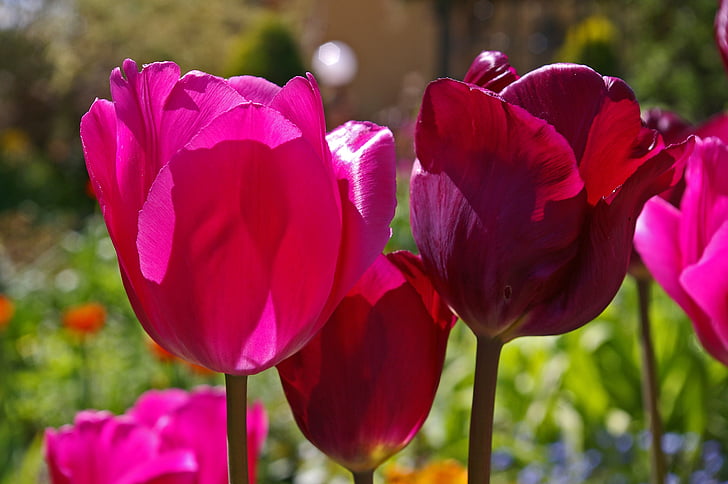 tulipes, tulipe rouge, rouge, fleur, printemps, nature, fleurs