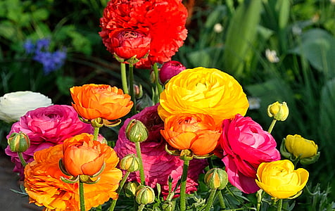 ranunkeln, květiny, jaro, barevné