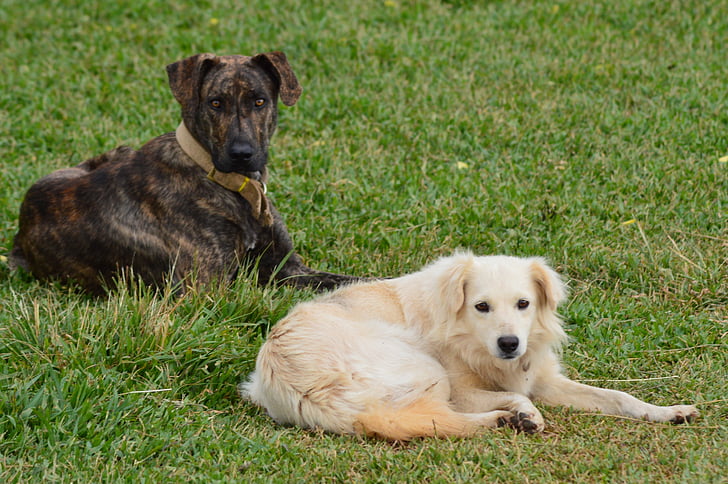 dog, animals, domestic animals, pet