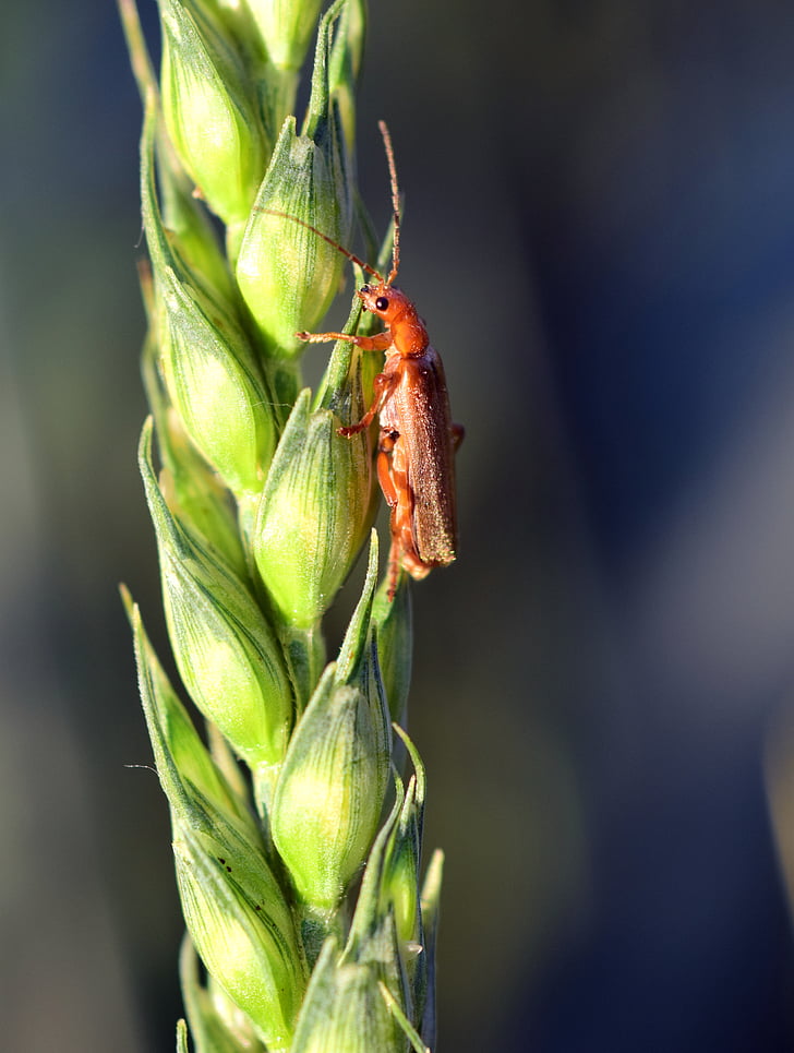 wheat, green, cereals, green wheat, ear, close, beetle