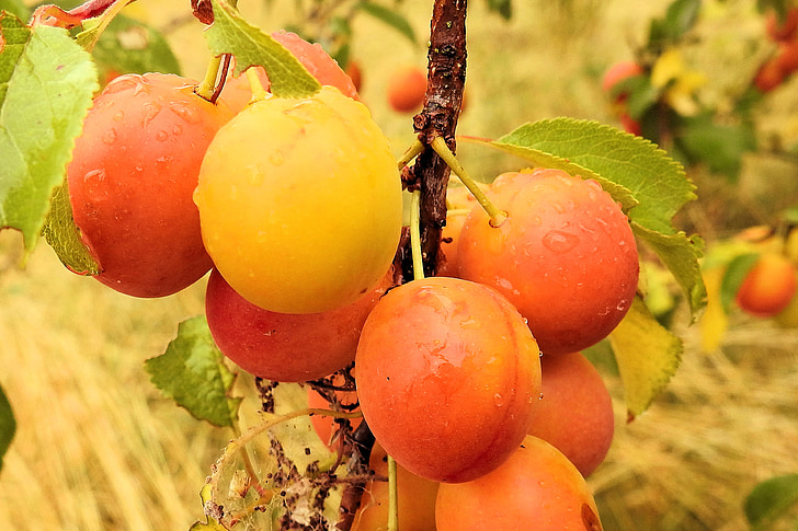 kollased ploomid, Cherry plum, puu, filiaali, Orchard, suvel, puuviljad