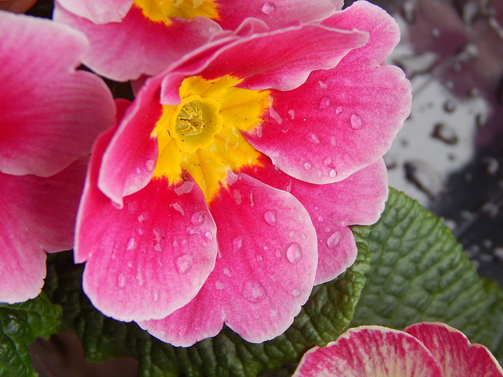 rosa, amarillo, gotas, primavera, naturaleza, planta, color rosa