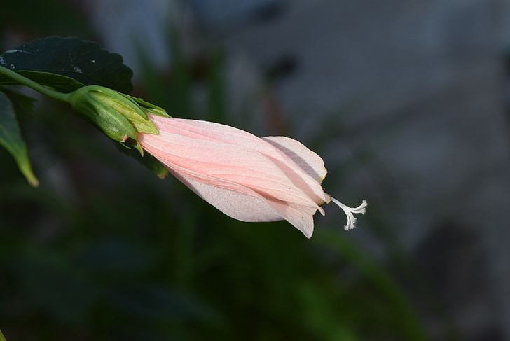 vosk mallow, květ, Malvaviscus arboreus