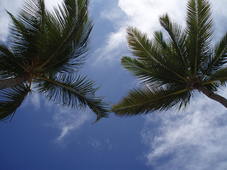palms, caribbean, sky, nature