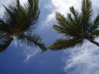 palmele, Caraibe, cer, natura